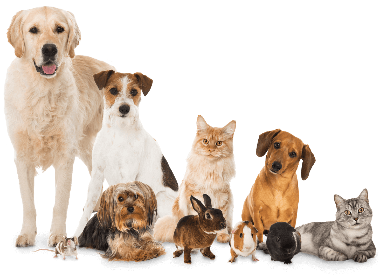 Hund, Katze, Kaninchen und weitere Haustiere aus der Praxis